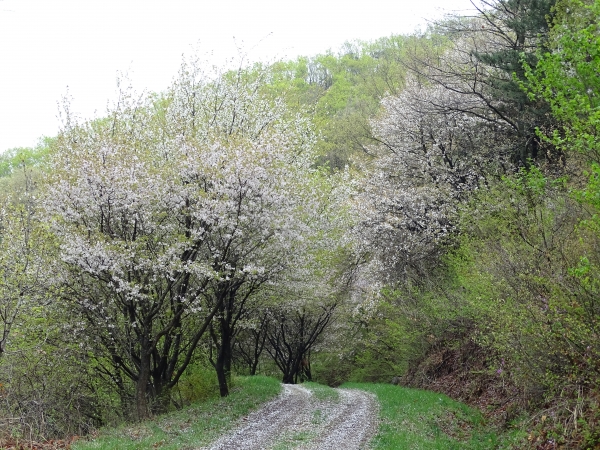 ▲서천의 최고봉 장태산 자락에 나있는 산벚꽃길