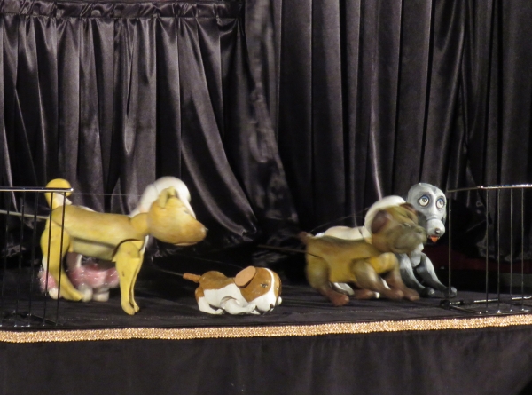▲유기견 보호소의 노랑반 강아지들