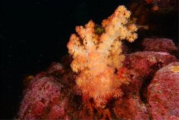 ▲울진 왕돌초 연산호