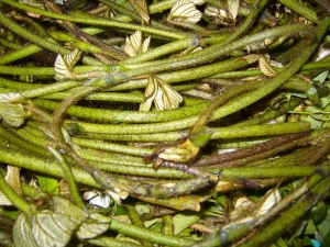 산야초 이용 효소 담그는 계절