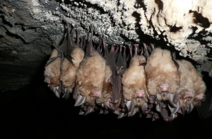 박쥐 특성 이용해 동굴 환경 쉽게 관찰한다