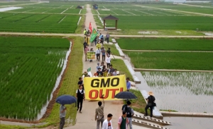 농촌진흥청은 ‘GMO개발청’?