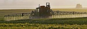 ■ 알기쉬운 GMO이야기(4) / 수확 전 밀밭에 뿌려지는 제초제 라운드업