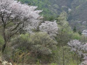 ■ 기획 / 코로나 시대 서천의 여행지 (3) 판교 심동리 산벚꽃길