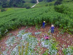 한산모시농업, '국가중요농업유산'으로 지정 추진