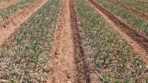 가뭄 대응 마늘·양파 웃거름 및 관수 당부