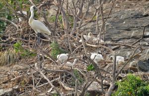 저어새·노랑부리백로의 삶터 노루섬, 체계적 보호 시급