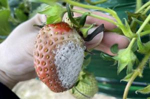 겨울철 딸기 재배 ‘잿빛곰팡이병’ 주의