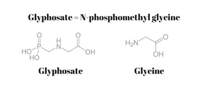 ▲표7. 글리포세이트와 글라이신의 분자 구조. 글라이신 대신 글리포세이트가 들어앉으면 불량 단백질이 만들어진다.