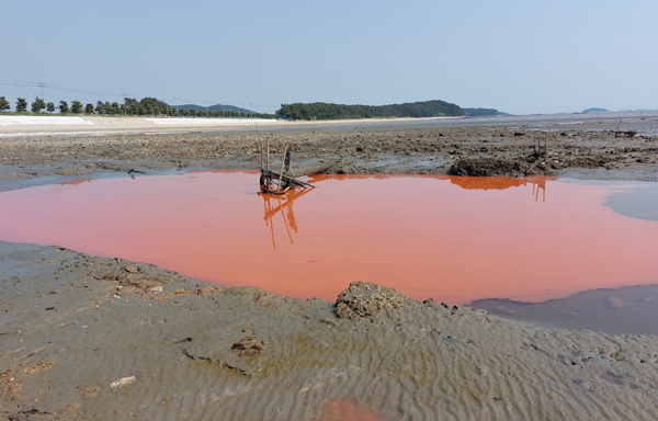 ​​▲분홍색 물로 변한 비인 앞바다(사진 주용기 시민기자)​​