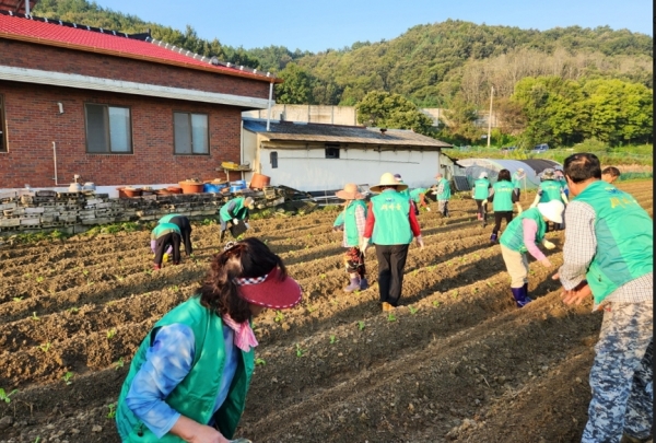 ▲김장용 배추를 심고 있는 서천읍 새마을협의회 회원들